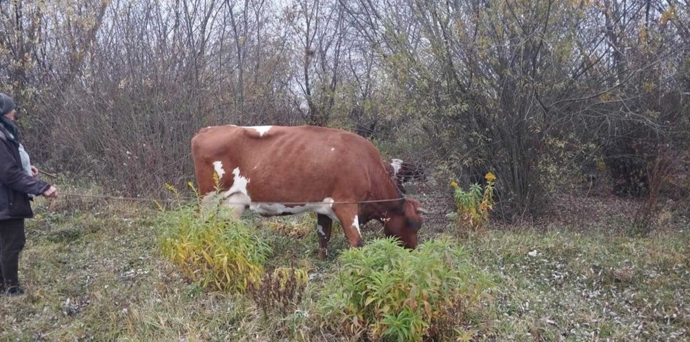 Продам Молоду Корову