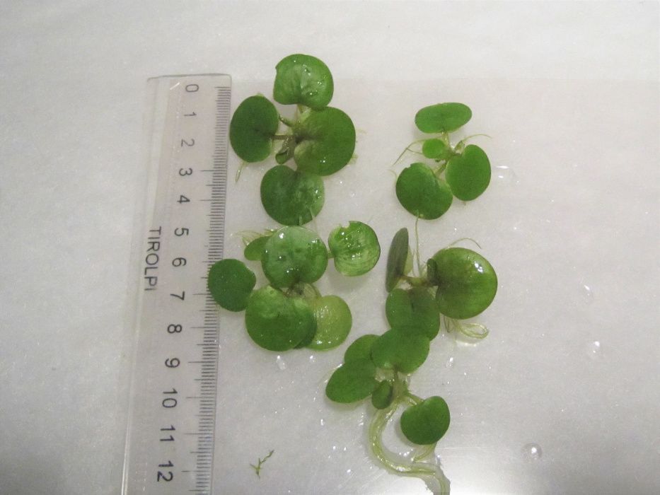 Limnobium gąbczaste(Limnobium spongia) 5 szt.