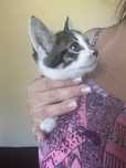 Котенок ищет дом