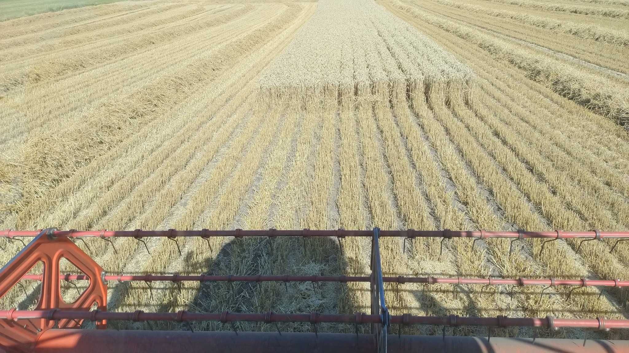 Siew  rzepaku, zbórz,  uprawa pasowa,  strip till