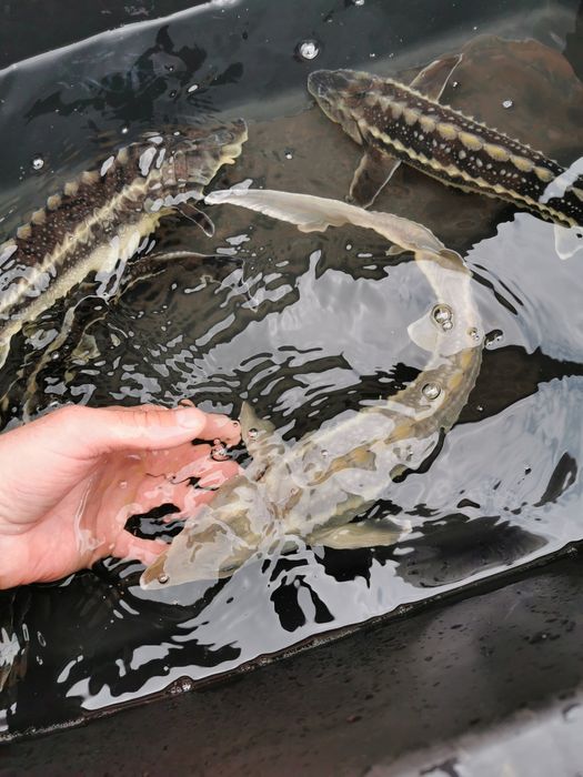 Narybek karpia amura karp koi jesiotr orfa pstrąg