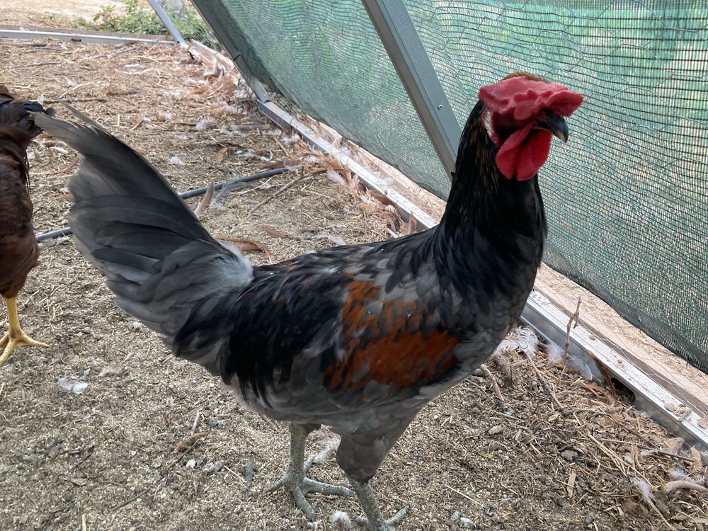 Galo hibrido de andaluza surenha com olive egger