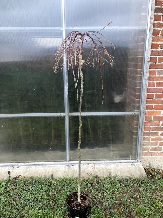 modrzew zwisający pendula  kulisty szczepiony