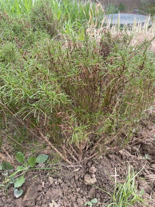 Продам сажанці декоративні і плодові рослини