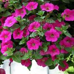 Surfinie ,pelargonie ,lobelie , koleusy - kwiaty Flora Szczecin