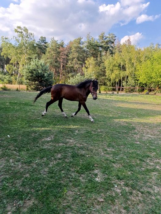 Sprzedam ogierka huculskiego