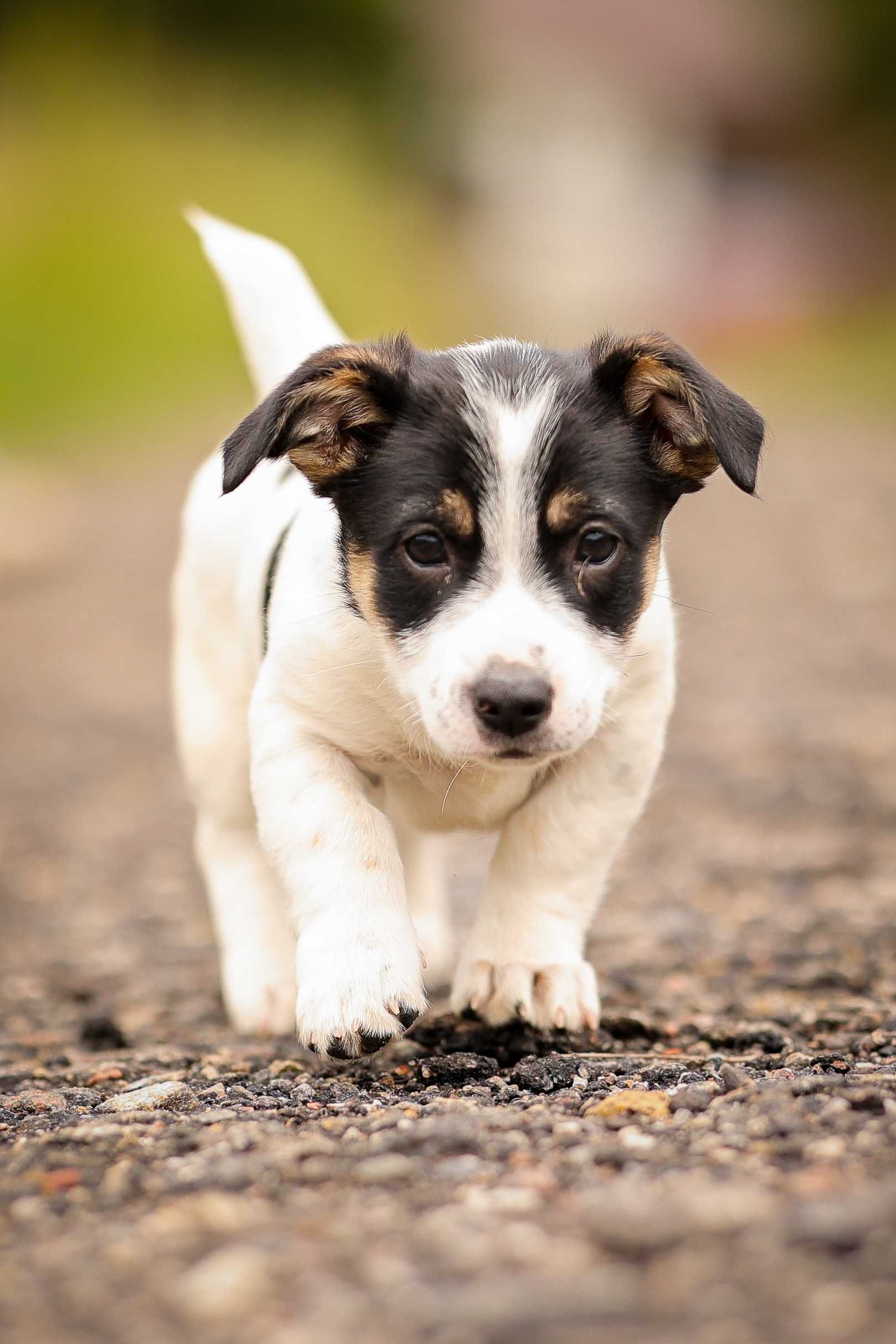 Yuma, szczeniak , suczka do adopcji z fundacji