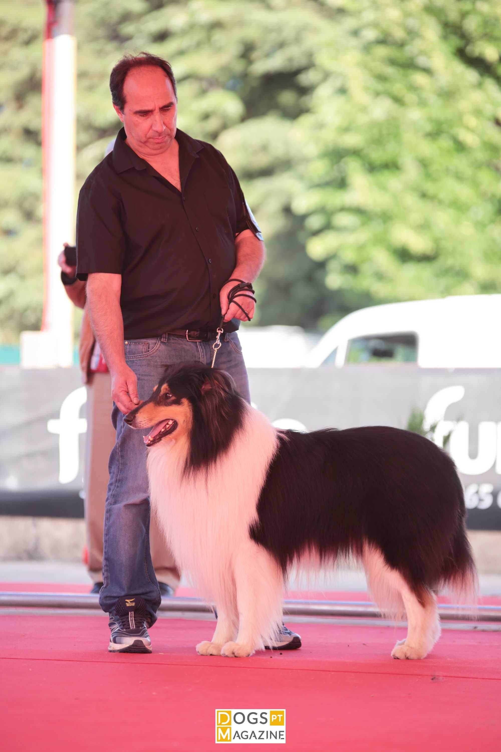 Rough collie de Exposicao