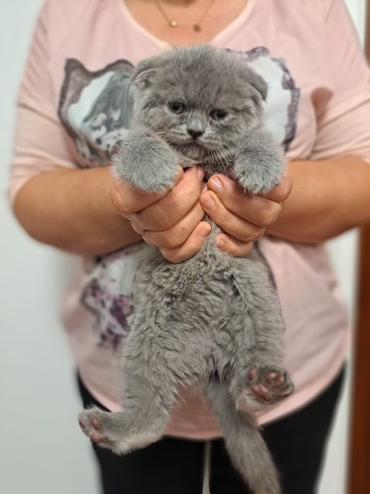 Scottish fêmea branquinha