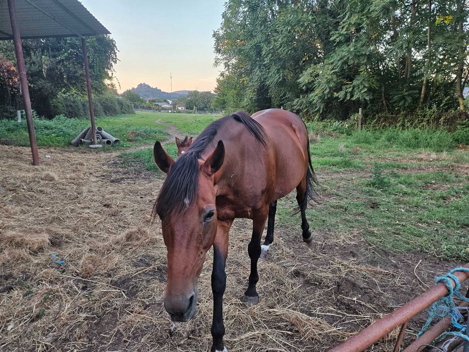 Égua Trotadora Francesa + poldro
