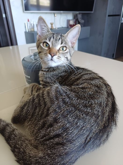 Врятовані кошенята шукають родину