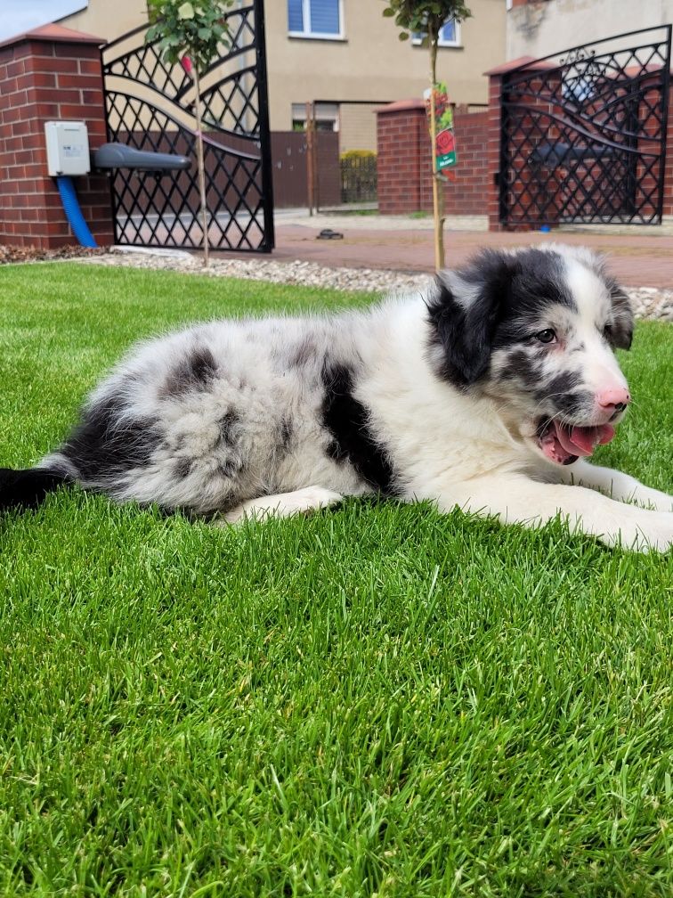 Border Collie Piesek Śliczny Merle Fikus