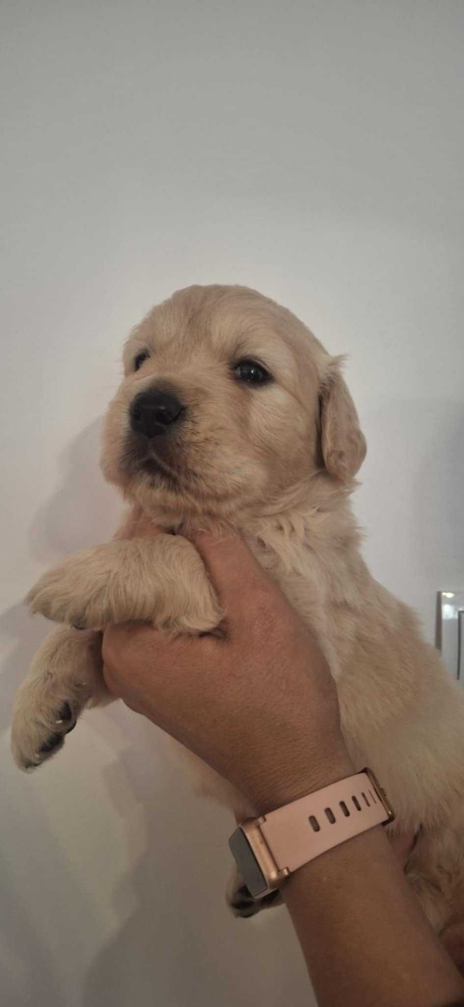 Golden Retriever złoty piesek !!!  Związek Kynologiczny w Polsce.