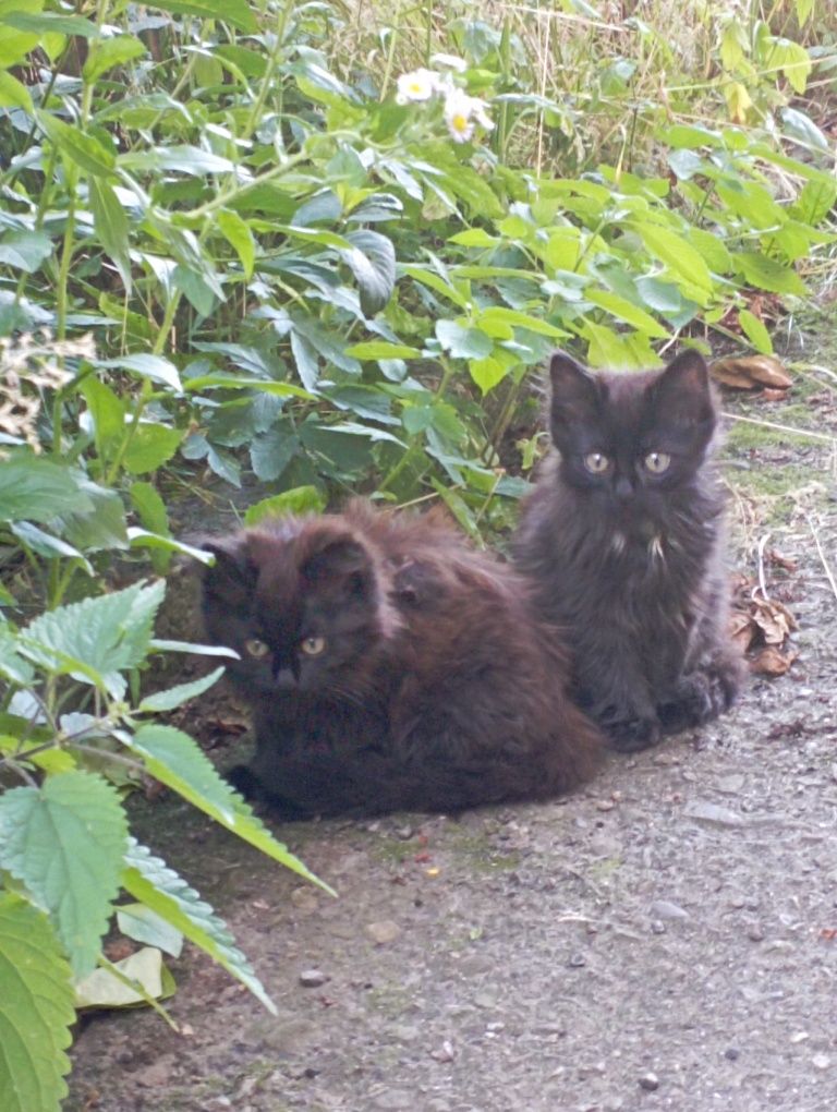 Котики безкоштовно