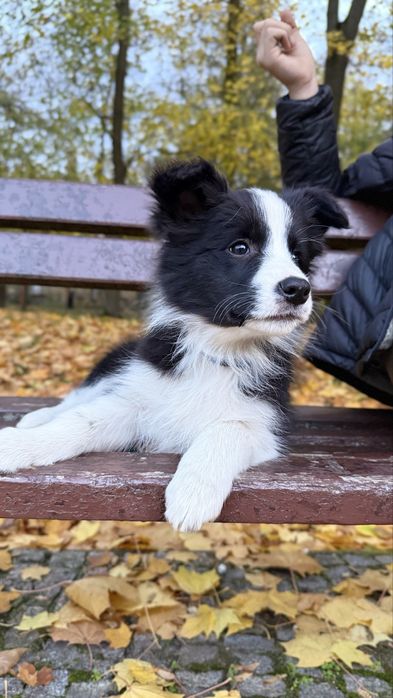 Suczka szczeniak Owczarek Border Collie rasowa