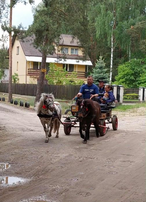 Sprzedam wałach kuca