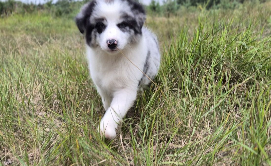 Suczka border collie