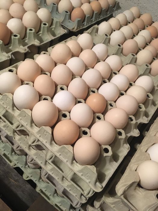 Jajka Świeże wiejskie