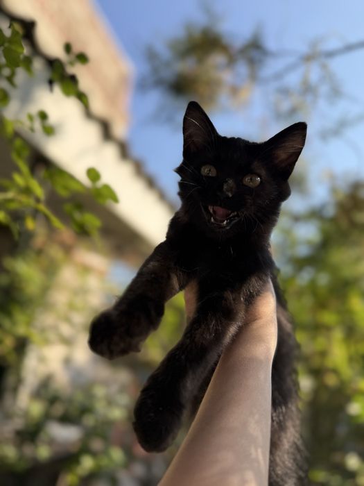 Потрібен дім Нужен дом котенку Черная кошечка