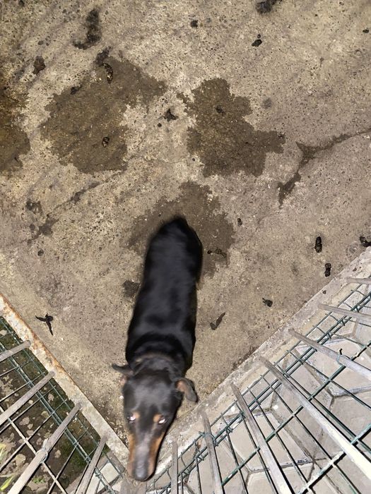 Ягдтерʼєр злучка вязка є хороший самець та самка.