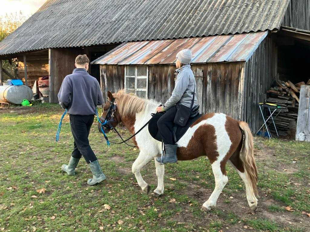 Sprzedam zajeżdżonego kuca ogiera