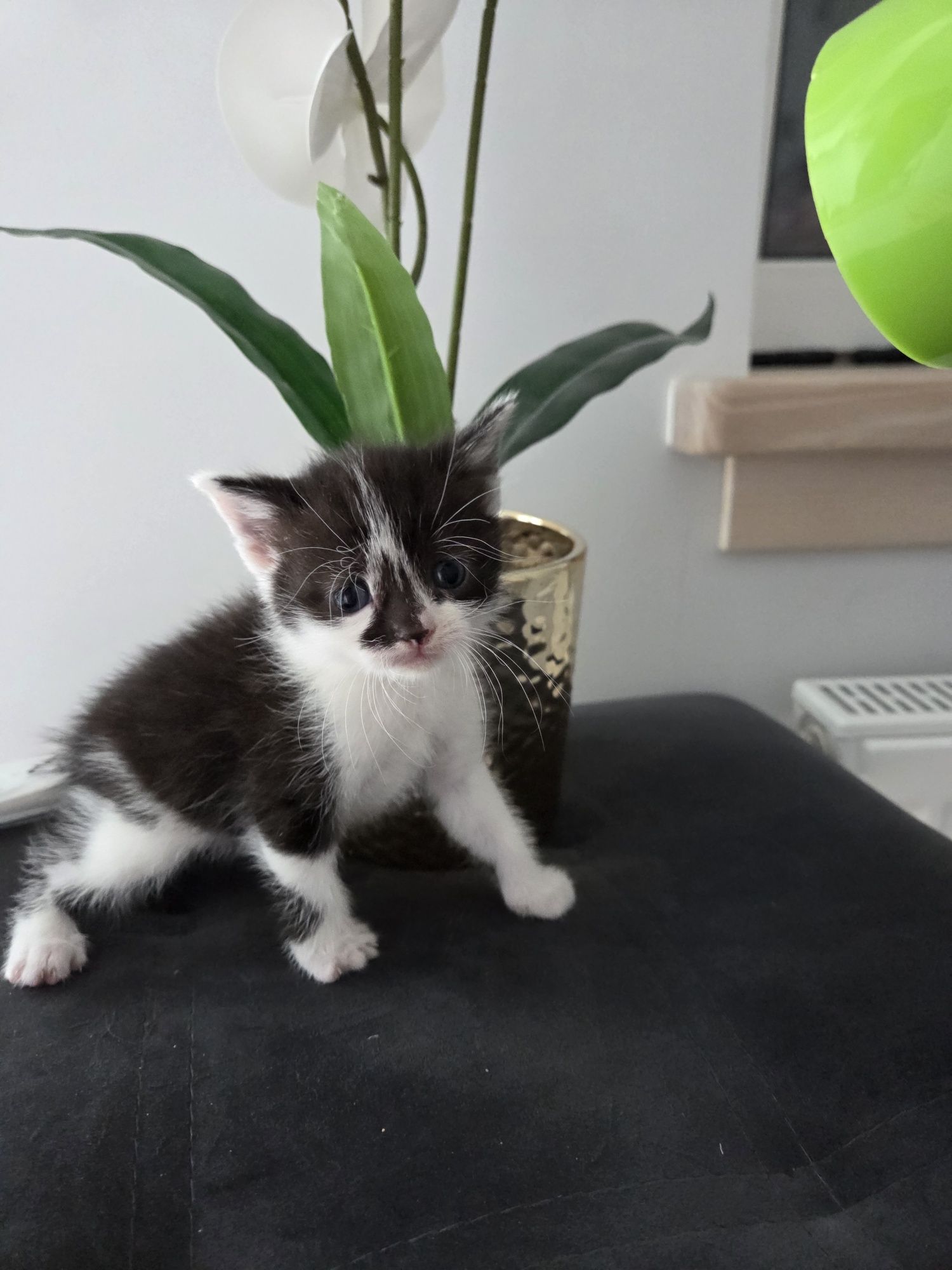 Кошеня дівчинка, 5 тижнів,   Київ