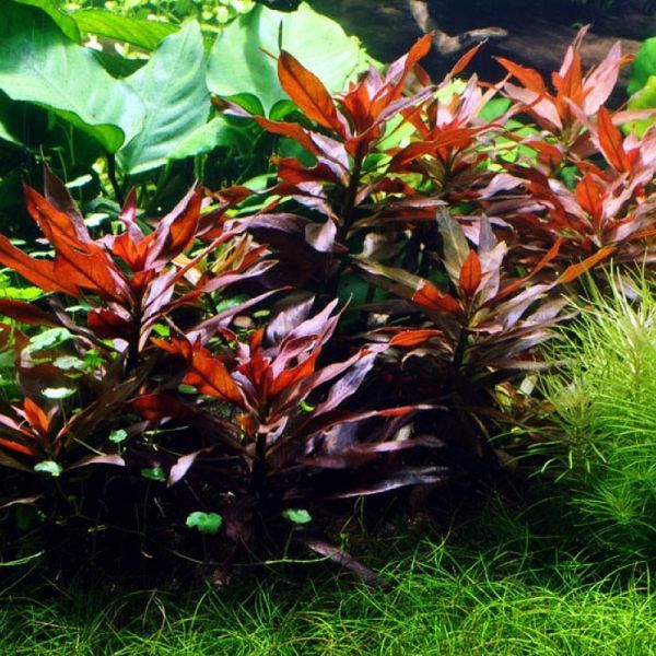 Ludwigia Glandulosa