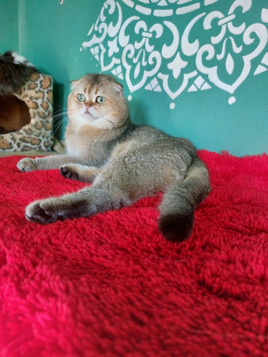 Шотланські кошенята