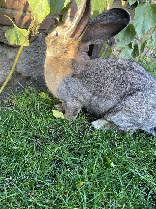 Olbrzym Belgijski samiec