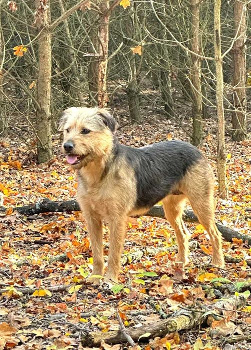 Cudna, przekochana, delikatna, porzucona, młoda sunia szuka domu