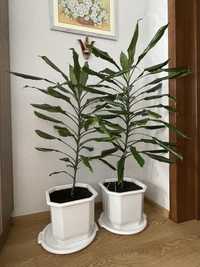 Драцена ( Комнатные растения) для офісу та дома