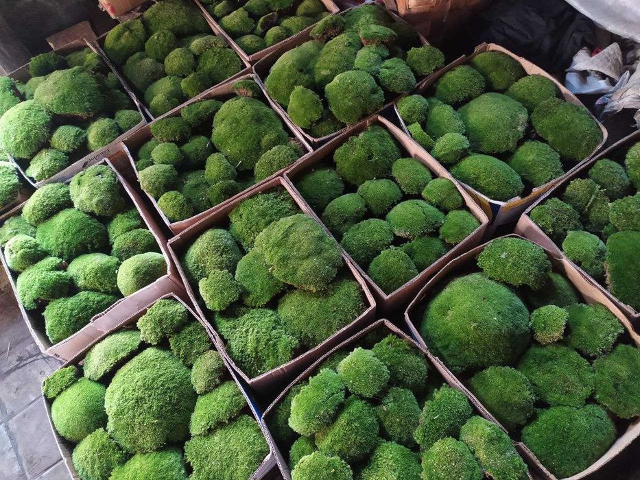 Продам Мох Кочку, свіжозаготовлену