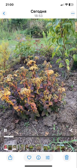 Очиток, седум Ред Каули, Пурпл эмперор, элсис голд