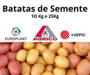 Batatas de Semente