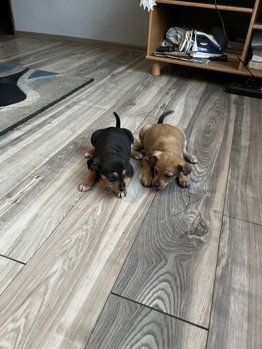 Szczeniaki do oddania  w dobre rece