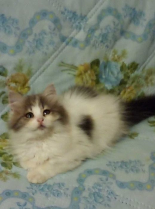Шотландские породистые котята!Серебристая шиншилла!