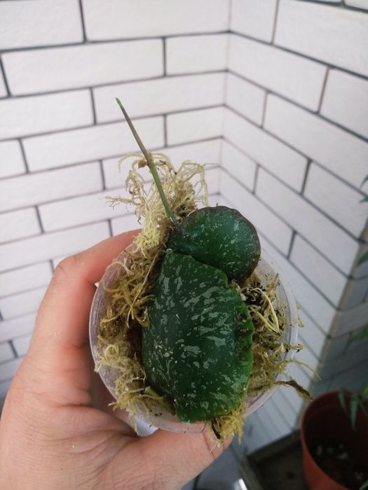 хойя імбріката, ліза, kenejiana, polyneura , nova gho