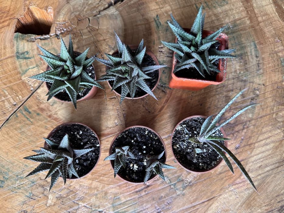 Весёлые суккуленты бесплатно!