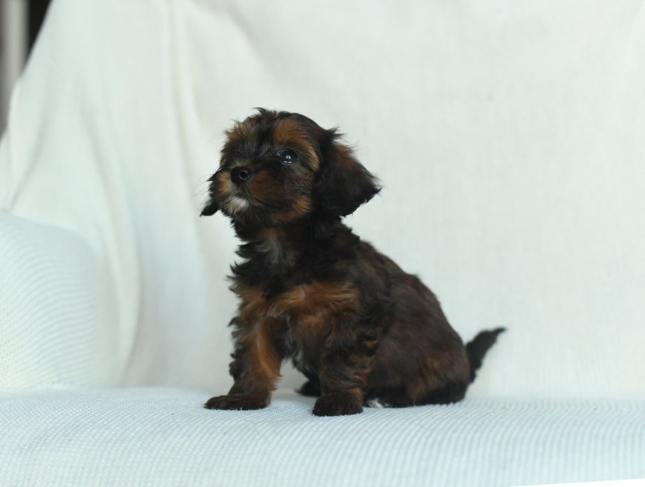yorkshire terrier/pudel toy