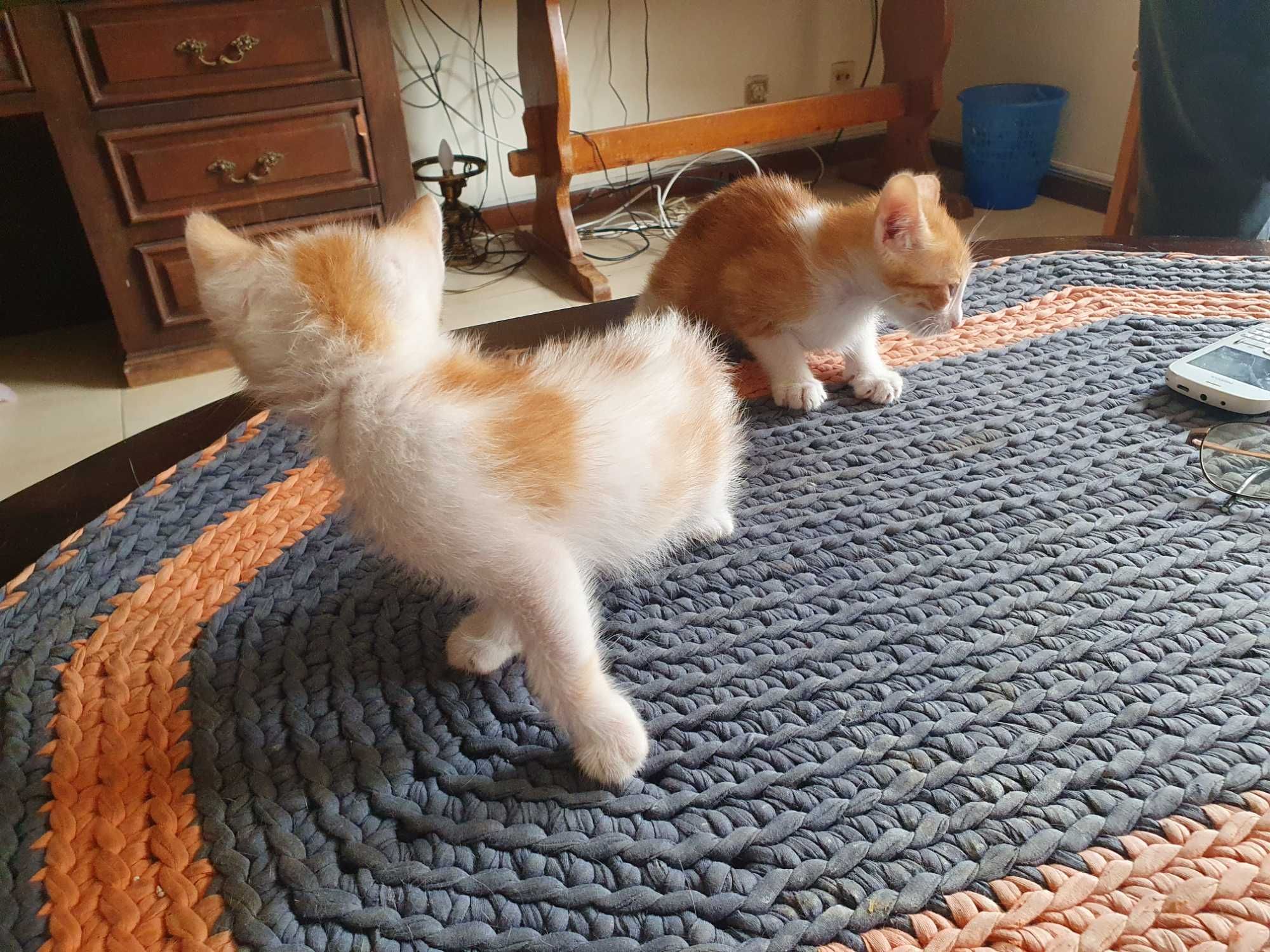 Gatinhos para adopção responsável
