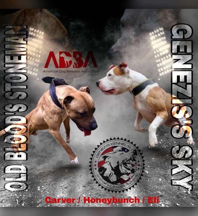 American Pit Bull Terrier