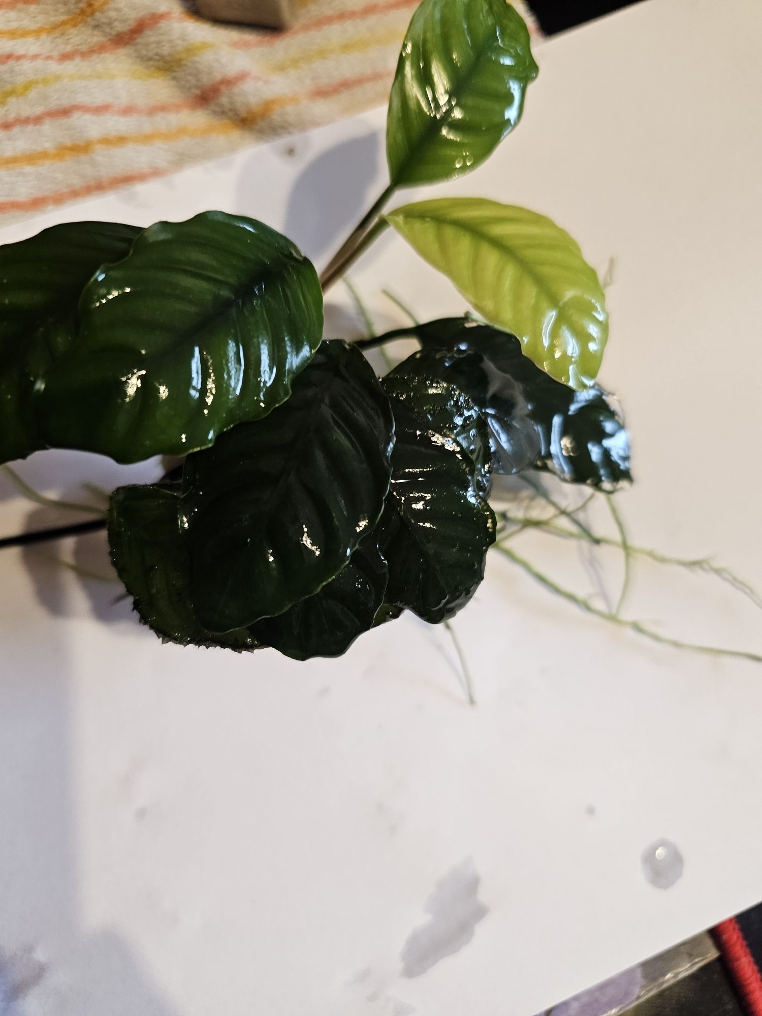 Anubias hastifolia