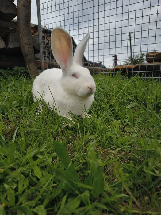 Króliki Termondzkie