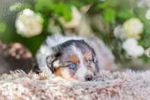 Miniaturowy Owczarek Amerykański MAS FCI ZKWP Blue Merle