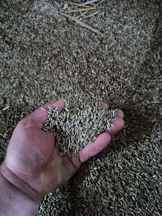 Pszenżyto ozime Tadeus żyto hybrydowe