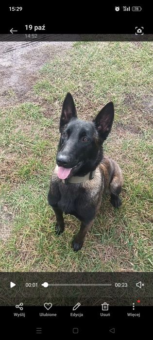 Owczarek belgijski FCI