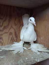Gołębie ozdobne Bociany śląskie białe para