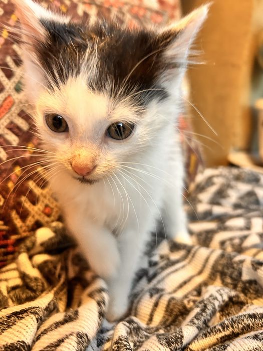 Kocieta szukają domu