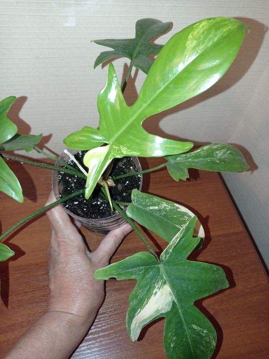 Сортові філодендрони