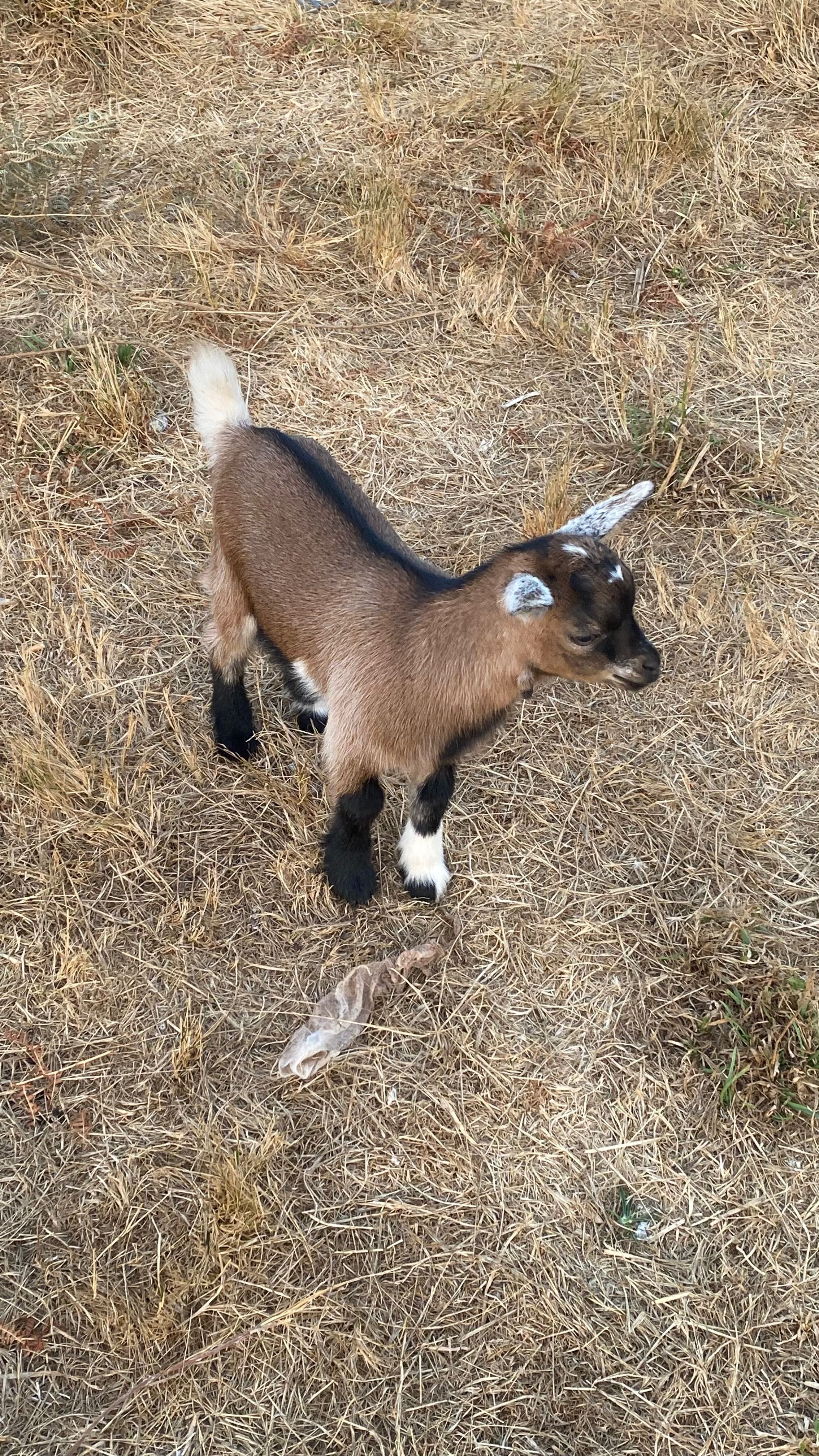 Vendo cabras amas mochas